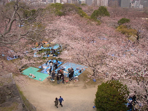sakura parties below