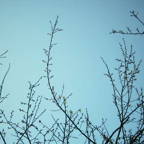 梅と空
