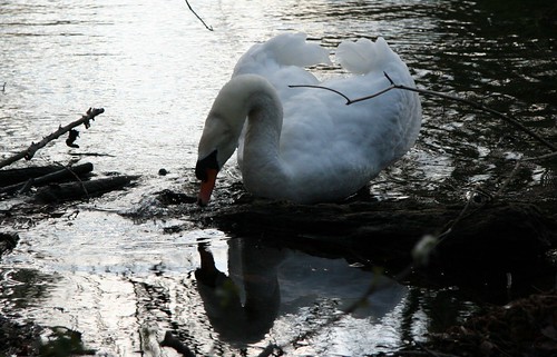Then, the swan go out of the pond ...