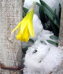 snow daffodils