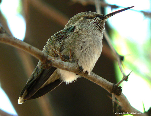 Where do hummingbirds sleep?