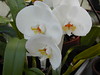 Phalaenopsis orchid (white)