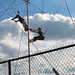 NYC Trapeze School