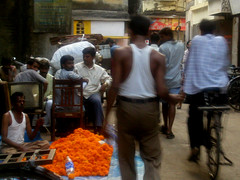 Marigolds, Bombay