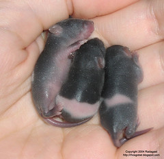 Three of the six day old mouse babies