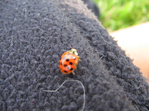 Ladybug on my jacket at Gravelly Point