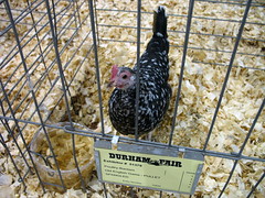 spangled Bantam chicken