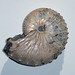 Ammonite_Jeletzkytes