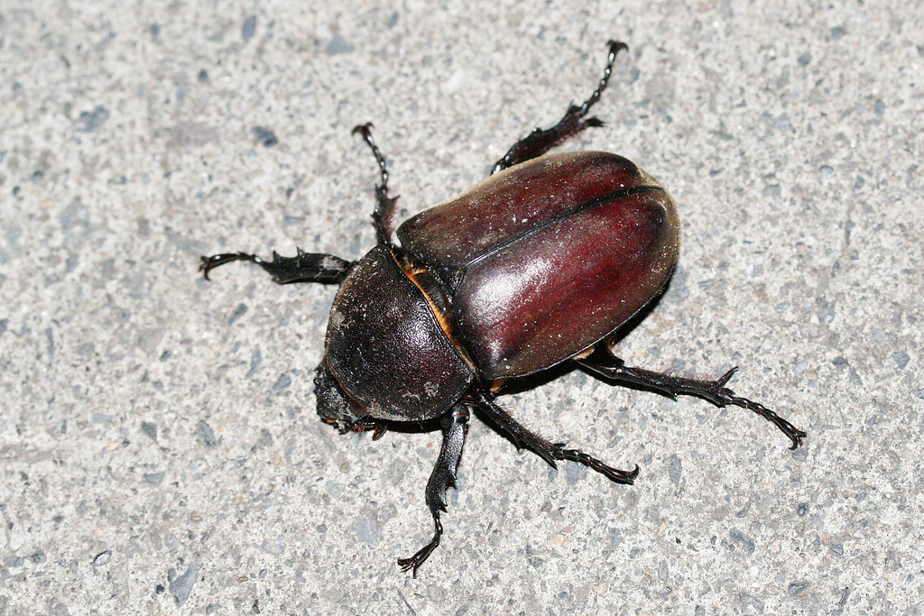 Japanese Rhinoceros Beetle