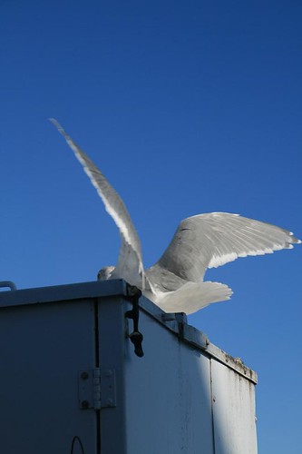 Seagull landing Swartz Bay