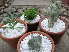 Potted Dollar Store Cactus and Succulents