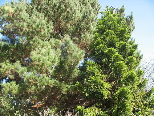 Norfolk Pine and something else
