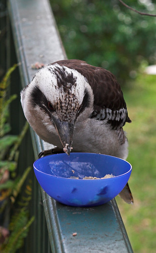 Kookaburra having a snack