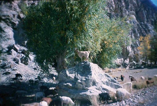 Mountain goats near Ishkashim, Tajikistan / 山ヤギ(タジキスタン、イシュカシム町付近)