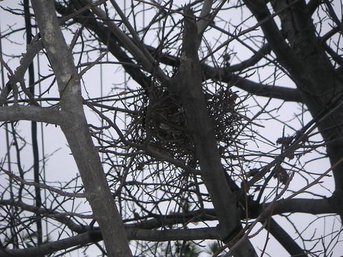 Winter Nest