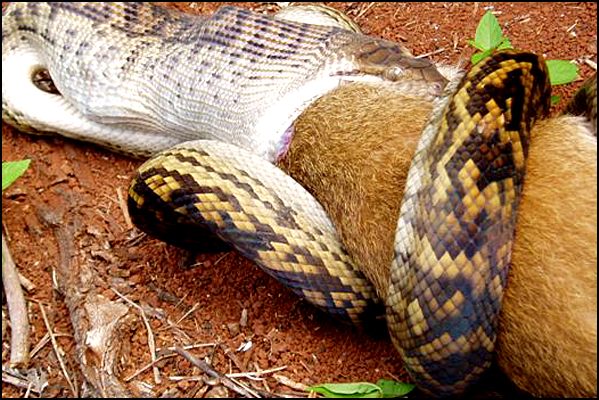 Snake Swallowing Kangaroo 5
