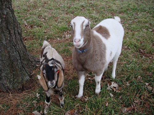Goats on Jackson Highway