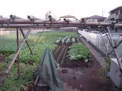 vegetable field in Setagaya