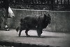 Dog, Budapest II