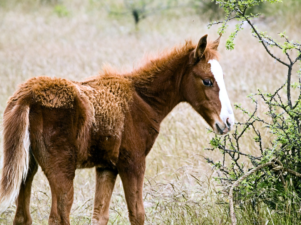 Young Foal in the Campo 2