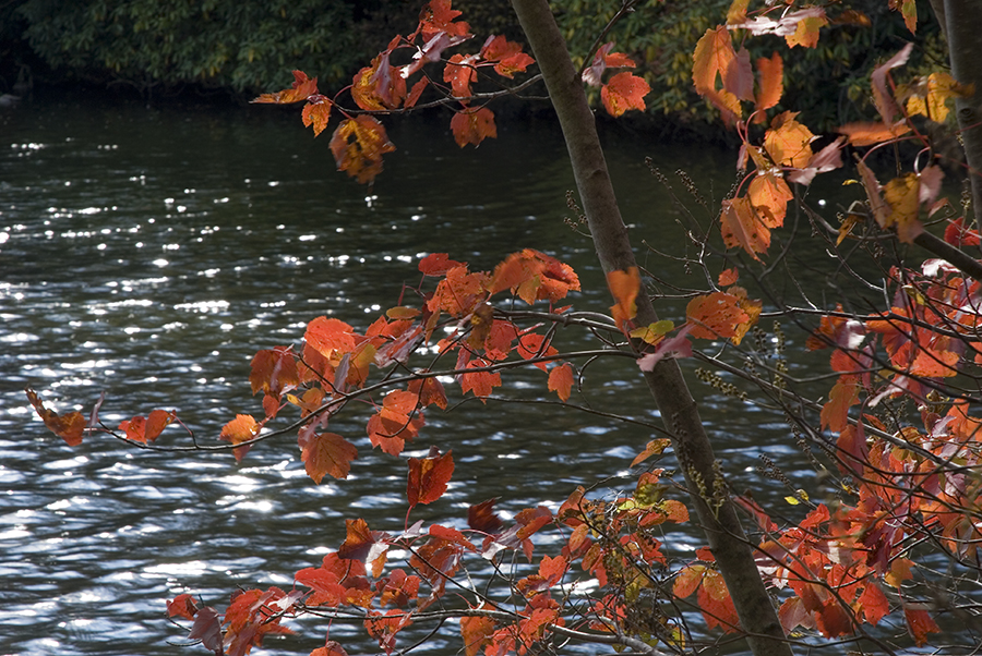 autumn leaves on river