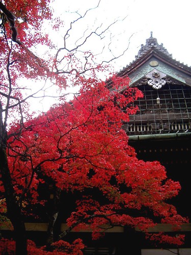 japanese maple leaf tree. The Japanese loves the maple