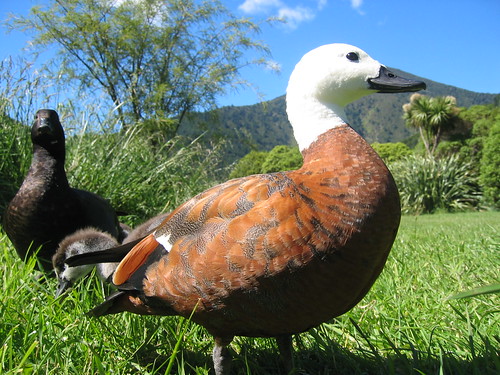 Nosey Ducks, Whatamango Bay