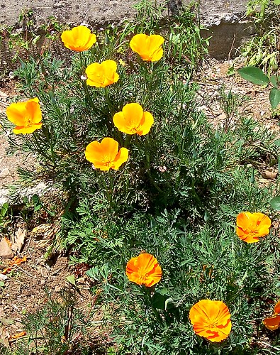 eschscholzia californica,california poppy