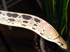 Radiated rat snake. Photo by Nicole LaBarre