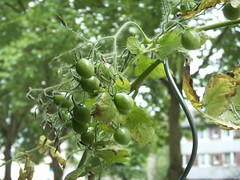 Tomaten im September