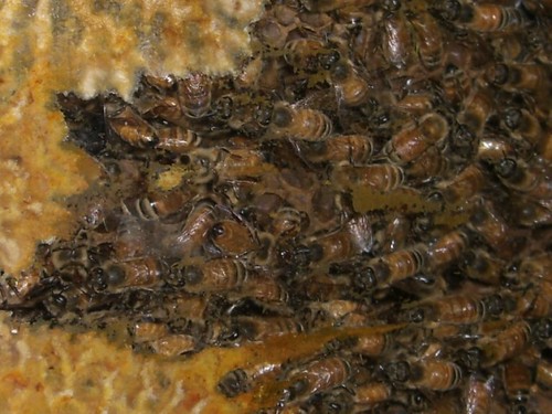 The Honey Hive, Taupo