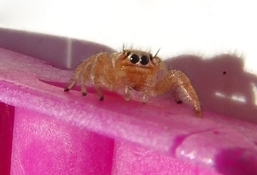 Araña sobre pinza rosa