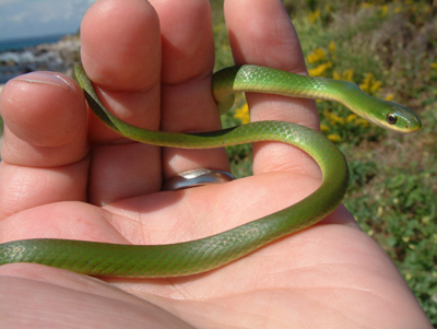 Brian Kleinman holds the Smooth Green Snake he came acr