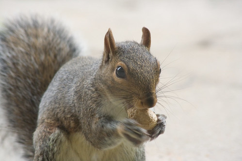 feeding squirrels  - 017