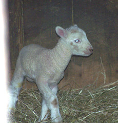 1 day Old