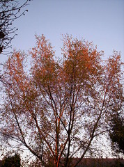 Birch tree in sunlight