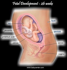 Fetal Dev 26 weeks