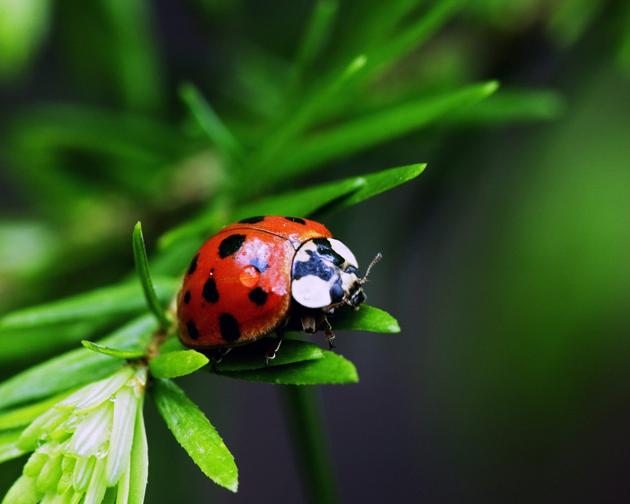 Very nice introduction to ladybugs by the University of Kentucky here, 