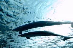 dolphins above