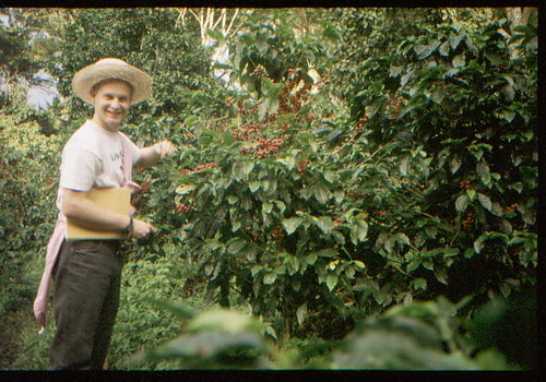 Chris Kenny picking coffee, Nicaragua, 1989