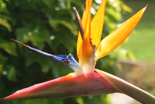 Bird of Paradise Flower (Strelitzia regiane)