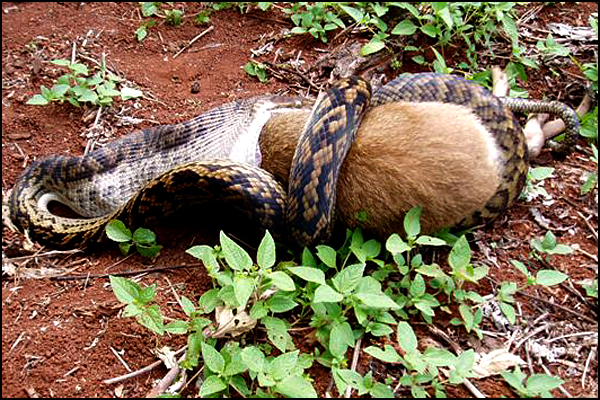 Snake Swallowing Kangaroo 6