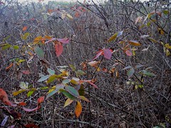 bright raspberry leaves with gray branches
