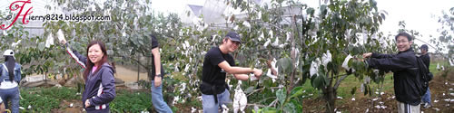 Picking Persimmons
