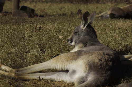 Lazy Kangaroo