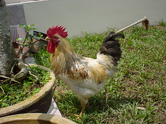 Chicks13 2001-02-04