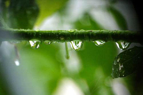 Water Drop (by Audiofan)