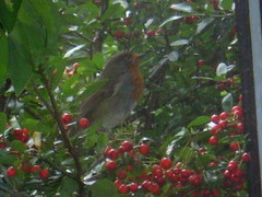 Robin at the sitting room window