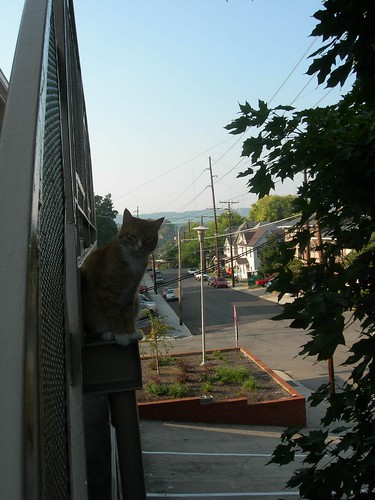 Maomao from his perch