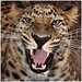 Amur Leopard [2]